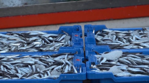 45 projectes optaran a les subvencions del GALP pel 2026