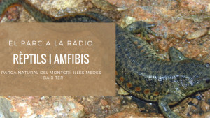 El Parc a la Ràdio - Rèptils i amfibis