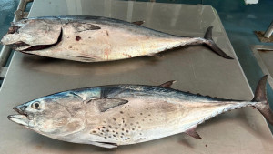 Cop policial a la pesca recreativa il·legal de tonyina vermella a l'Escala
