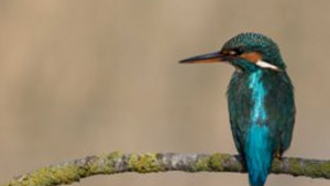 El Parc a la Ràdio - Mes de 300 espècies d'ocells al Parc Natural
