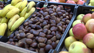 Bona collita de castanyes, però amb menys vendes per les altes temperatures