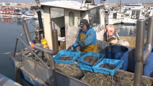 La sípia estarà en veda fins al 28 de febrer