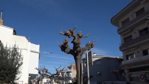 l'Escala es prepara per l'hivern amb la poda d'arbres i el muntatge de les llums de Nadal