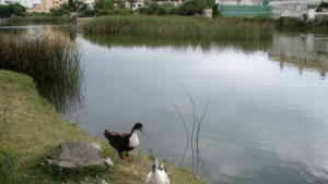 Suspeses les llicències durant un any a l'entorn de l'Estany de Poma