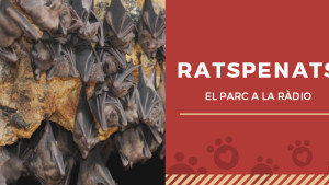 El Parc a la Ràdio - Ratspenats