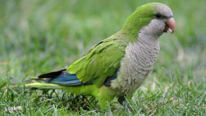 La cotorra argentina, de mascota a invasora