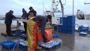 Tot a punt per a la primera Diada dels Pescadors a l'Escala