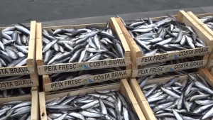 La Diada dels Pescadors promocionarà el peix blau