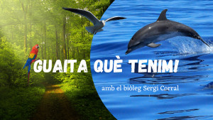 Guaita què tenim - Observant el temps