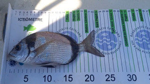 El Club Nàutic l’Escala organitza la segona jornada de pesca científica de 2025