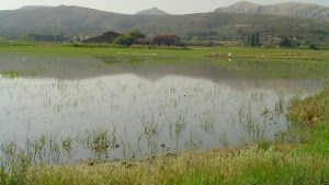 El Parc a la Ràdio - L'arròs ecològic agrada els peixos