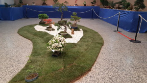 Exposició de bonsais del CER