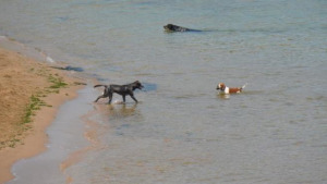 Entra en servei la platja de gossos de l'Escala