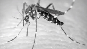 Nova campanya de prevenció contra el mosquit tigre