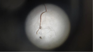 Recollida de microplàstics al Riuet