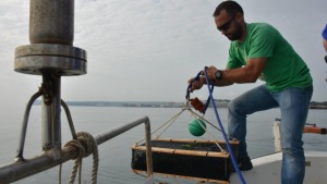 A l'aigua del primera incubadora del Projecte Sèpia