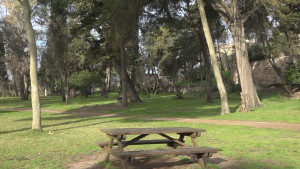 Es planten pins per regenerar el Parc del Creuet a Empúries