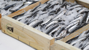 Es limita la pesca de sardines a 200 caixes