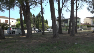 L'Ajuntament millora la pineda del Camp dels Pilans i treballa per reforçar-la