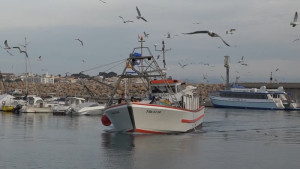 Mantenen la veda de la pesca de sípia per segon any consecutiu