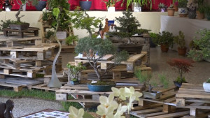 L'exposició de bonsais del CER s'allarga una setmana més