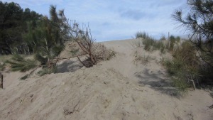El Parc a la Ràdio-Boscos madurs a la duna litoral