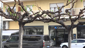 La Brigada municipal inicia la poda de l´abrat de l´Escala