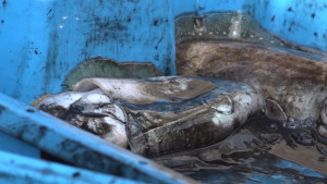La sèpia entra en veda fins al 28 de febrer