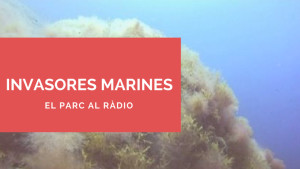 El Parc a la Ràdio - Invasores marines