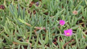 El Parc a la Ràdio-Plantes invasores