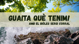 Guaita que tenim! - El peix blau