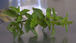 Les infusions arriben al programa +60