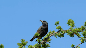 L'Escala empra llums làser per a foragitar els estornells