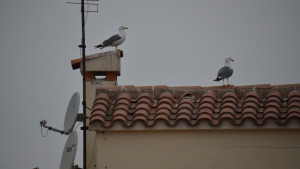 Aquest mes ha començat la campanya de control d'aus de gavians