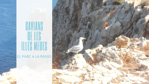 El Parc a la Ràdio - Gavians Illes Medes