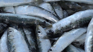 Atrapen un home a l'Escala que transportava gairebé 100 kg de peix fresc al maleter