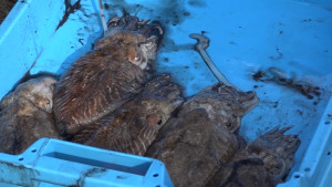 Aquest dissabte la sèpia serà la protagonista a l'Escala