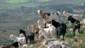 El Parc a la Ràdio - Cabres salvatges al Montgrí