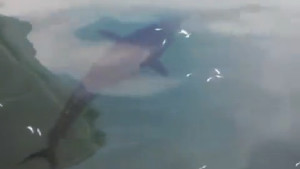 Una tonyina es passeja pel port de l'Escala un dia abans de començar la veda