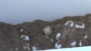 Localitzen un niu de tortuga careta a la platja de Riells
