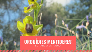 El Parc a la Ràdio - Orquídies mentideres 