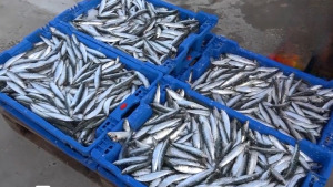 L'Escala acull una jornada d'estudi dedicada a la sardina de la costa catalana