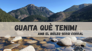 Guaita què tenim - Els sistemes bètics