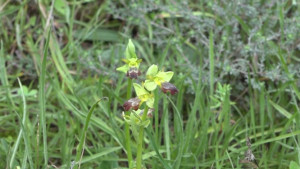 Les orquídies silvestres, un tresor escalenc de biodiversitat