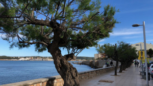 L'Ajuntament ha replantat més de 40 arbres aquest any