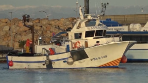 Les teranyines podran portar a port les tonyines pescades accidentalment