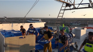 En perill la continuïtat de la pesca del peix blau