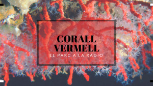 El Parc a la Ràdio - Corall vermell