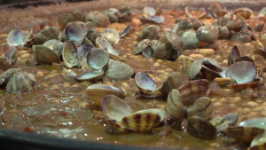 La Cuina de Pescadors del Maram exhaureix totes les sessions