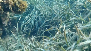 Esquerra Republicana reclama la instal·lació de boies de fondeig ecològic a la badia de Riells